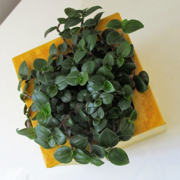 Cache-pot jaune en carton recyclé, vitrifié